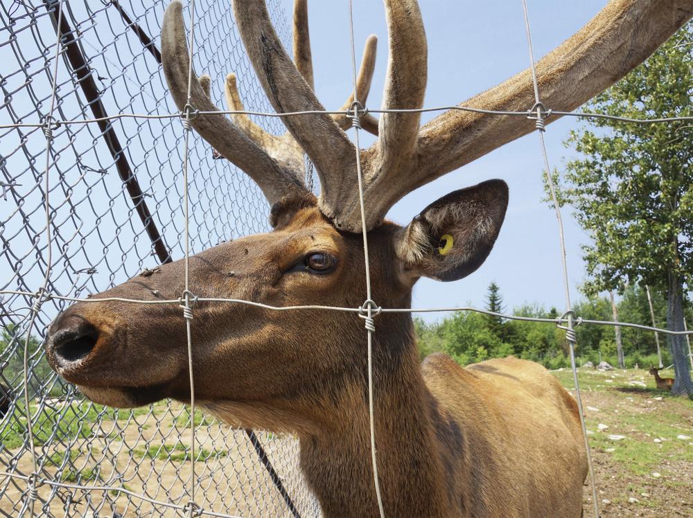 Grillage à cerfs