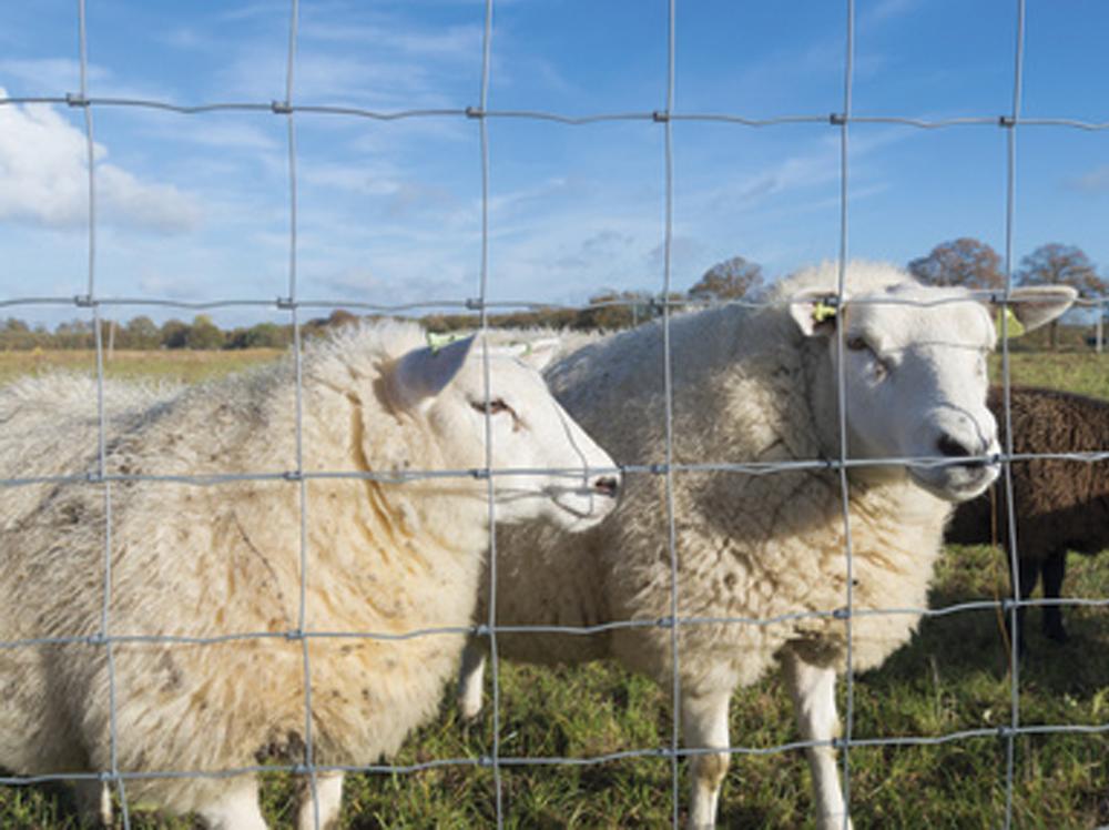 Grillage à moutons