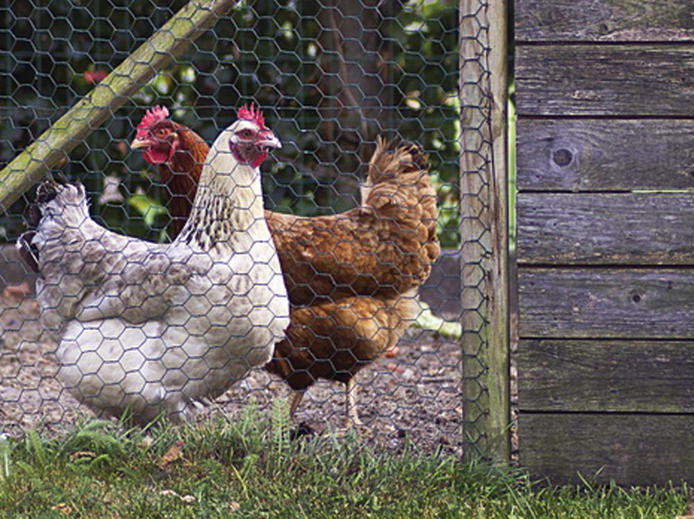 Grillage à poules